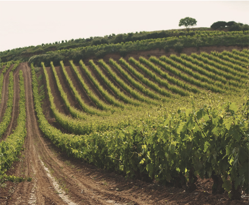 vinyes tradició cellers Rioja DO Rioja